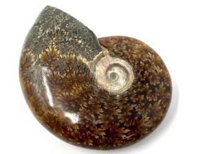 Ammonite Cleoniceras 7.8cm | Image 2