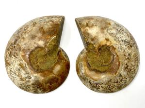 Ammonite Pair 9.9cm | Image 2