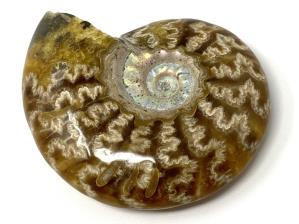 Ammonite Cleoniceras 7.4cm | Image 2
