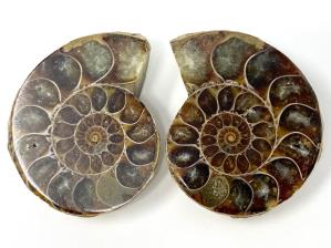 Ammonite Pair 5cm | Image 2