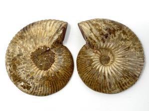 Ammonite Pair 6.8cm | Image 2