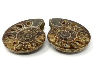 Ammonite Pair 9.1cm | Image 2