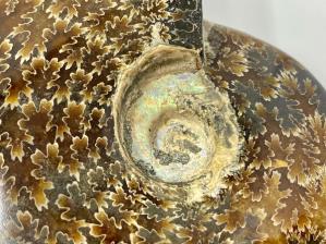 Ammonite Cleoniceras 12.5cm | Image 3