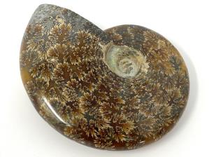 Ammonite Cleoniceras 12.5cm | Image 2