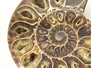 Ammonite Pair 9.1cm | Image 3