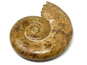 Ammonite Aspidoceras Large 31.8cm | Image 2
