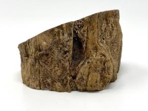 Fossilised Wood Branch Bevel Cut 9.4cm | Image 3