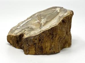 Fossilised Wood Branch Bevel Cut 9cm | Image 2