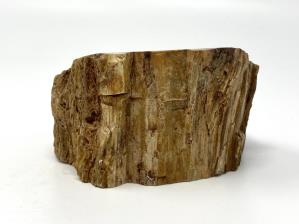 Fossilised Wood Branch Bevel Cut 9cm | Image 3