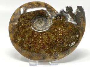 Cleoniceras Ammonite Large 12.3cm | Image 2