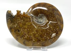 Cleoniceras Ammonite Large 12.3cm | Image 3