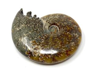 Ammonite Cleoniceras 8.3cm | Image 3