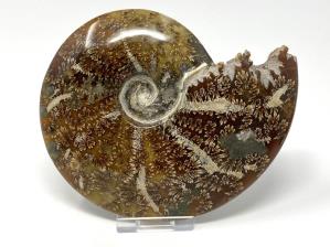Ammonite Cleoniceras Large 14.2cm | Image 2