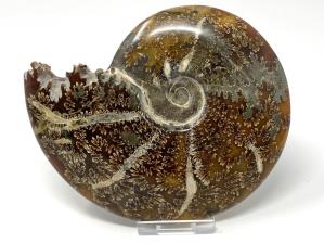 Ammonite Cleoniceras Large 14.2cm | Image 3