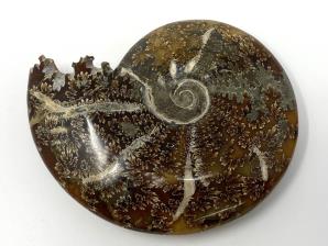Ammonite Cleoniceras Large 14.2cm | Image 4