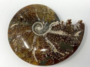 Ammonite Cleoniceras Large 14.2cm | Image 5