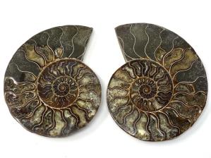 Ammonite Pair 15.1cm | Image 3