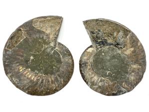 Ammonite Pair 15.1cm | Image 4