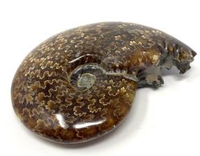 Ammonite Cleoniceras 8.4cm | Image 3