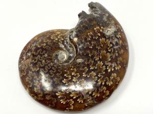 Ammonite Cleoniceras 8.4cm | Image 2