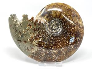 Ammonite Cleoniceras Large 13.7cm | Image 2