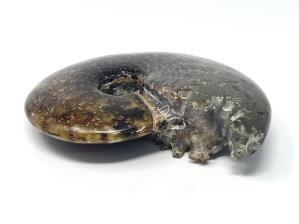 Ammonite Cleoniceras Large 13.7cm | Image 3