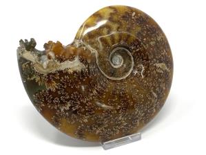 Ammonite Cleoniceras Large 16.3cm | Image 3