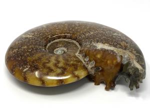 Ammonite Cleoniceras Large 16.3cm | Image 4