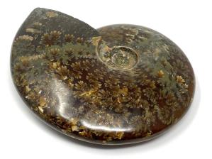 Ammonite Cleoniceras Large 12.3cm | Image 3