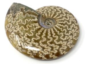 Ammonite Cleoniceras Large 12.1cm | Image 2