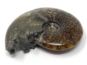 Ammonite Cleoniceras 8.7cm | Image 3