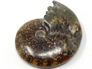Ammonite Cleoniceras 8.7cm | Image 2