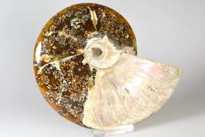 Ammonite Cleoniceras 15cm | Image 3