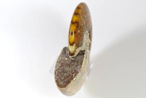 Ammonite Cleoniceras 15cm | Image 4