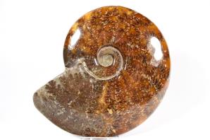 Ammonite Cleoniceras 16.1cm | Image 3