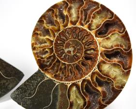 Ammonite Pair 19.4cm | Image 2