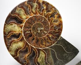 Ammonite Pair 19.4cm | Image 3