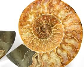 Ammonite Pair 19.3cm | Image 2