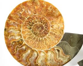 Ammonite Pair 19.3cm | Image 3