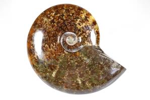 Ammonite Cleoniceras 11.5cm | Image 3