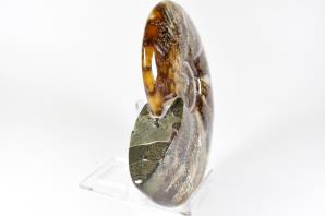 Ammonite Cleoniceras 16cm | Image 2