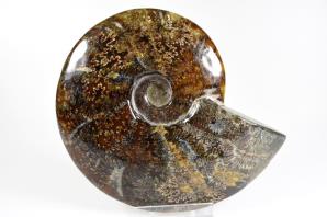 Ammonite Cleoniceras 16cm | Image 3
