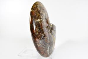 Ammonite Cleoniceras 16cm | Image 4