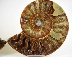 Ammonite Pair 15cm | Image 2