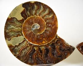 Ammonite Pair 15cm | Image 3