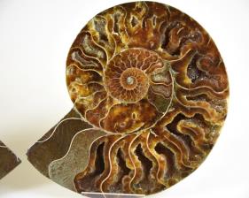 Ammonite Pair 14.2cm | Image 2