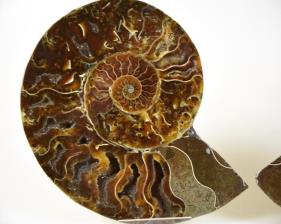 Ammonite Pair 14.2cm | Image 3