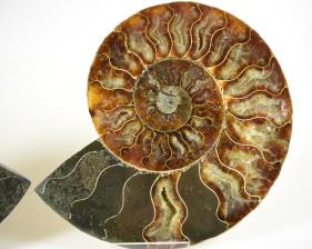 Ammonite Pair 14.5cm | Image 2