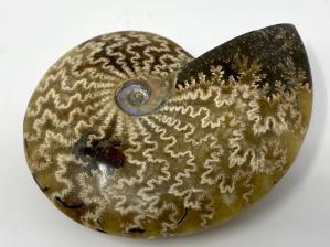 Ammonite Cleoniceras 10cm | Image 2