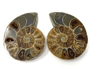 Ammonite Pair 5.7cm | Image 2